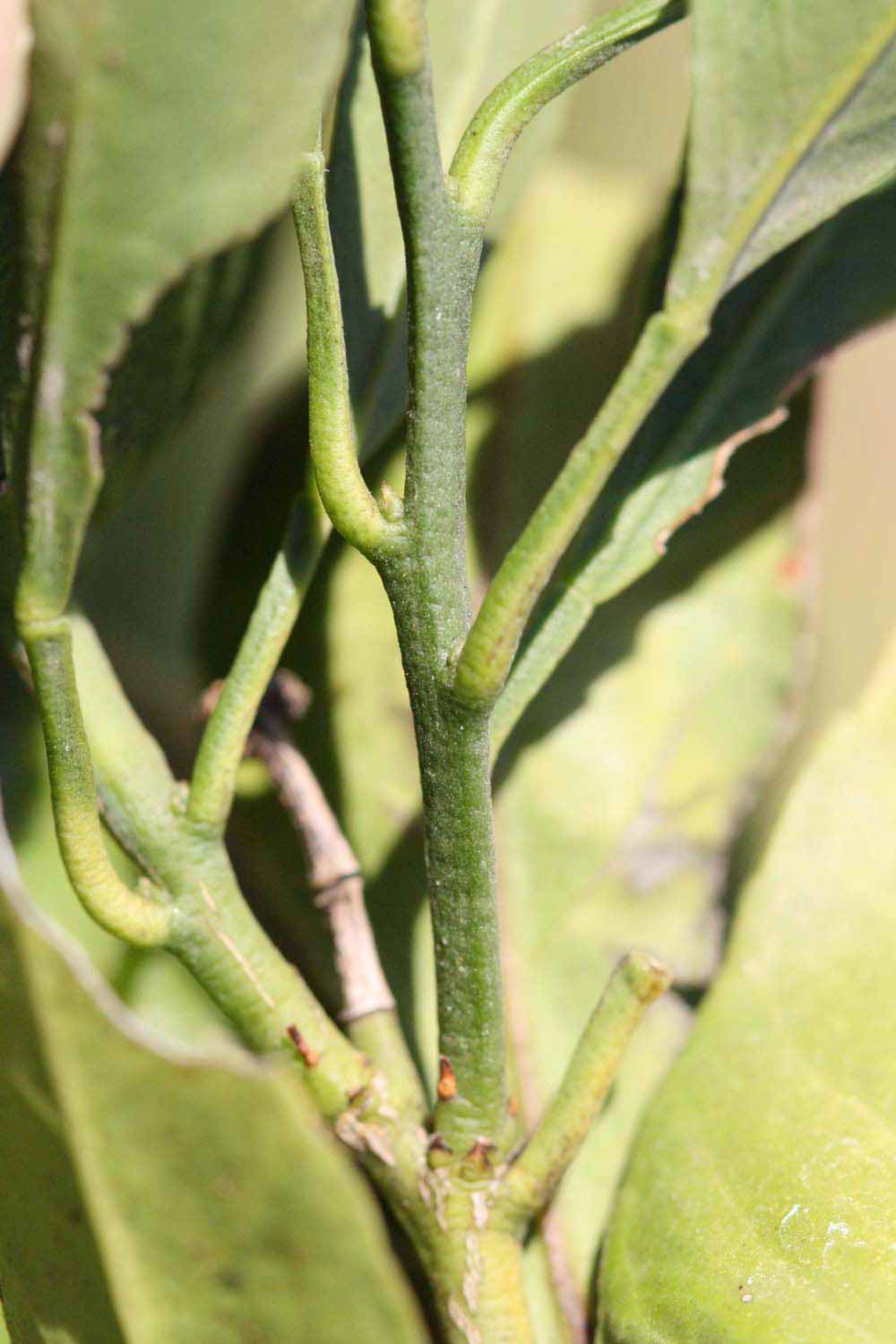              First year twig (Riverside, CA)       